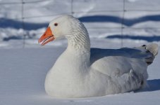 NIK_4448.jpg