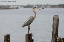 DSC_0531.jpg