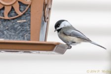 DSC_7611.jpg