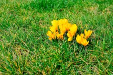 Crocusses.jpg