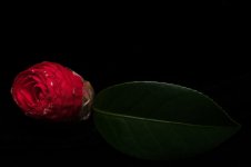 Nikonites-56-10-Mod.jpg