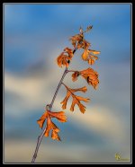 Day57Oak.jpg