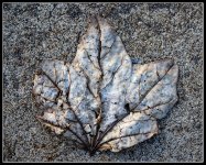 Day56Leaf.jpg