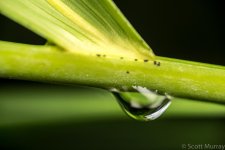 SHM_0794.jpg