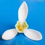 snowdrop4.jpg