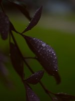Leaves.jpg