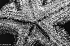 Starfish (1 of 1).jpg