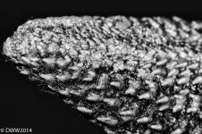 Starfish2 (1 of 1).jpg