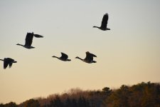 _DSC4294.jpg