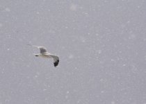_DSC4312.jpg