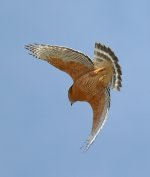 Hawk3.jpg