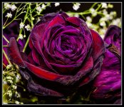 Day58Rose.jpg