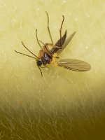 Gnat3.jpg