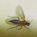 Gnat2.jpg