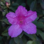 Nikonites-59-1.jpg