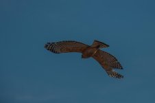 Nikonites-59-3.jpg