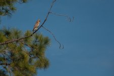 Nikonites-59-5.jpg