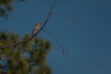 Nikonites-59-6.jpg