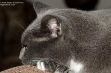 059 Buster-140228_01.jpg