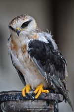 bird-1.jpg