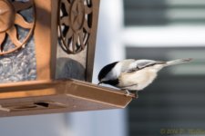 DSC_7669.jpg