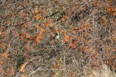 DSC_9198 f.jpg