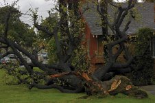 Tree2.jpg