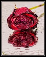 Day59Rose.jpg