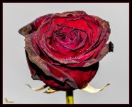 Day60_Rose.jpg