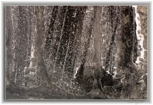 winter remnants 1.jpg