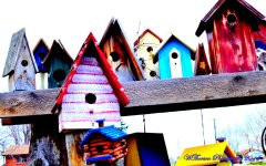 Bird Houses.jpg