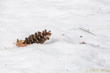 DSC_7675-Edit.jpg