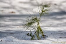 DSC_7676-Edit.jpg