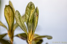 DSC_7677-Edit.jpg