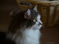 2014 angie.jpg
