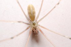spider-macro-2.jpg