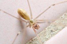 spider-macro-1.jpg