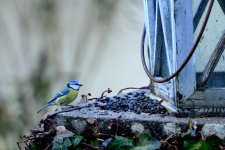 Blue tit sunflower seeds.jpg
