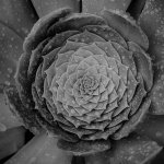Succulent.jpg