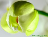Orchid Bud.jpg