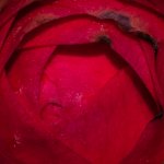 Nikonites-61-7.jpg
