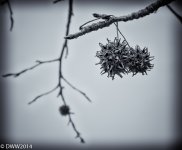 Whatchamacallit (1 of 1).jpg