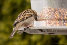 DSC_7697.jpg