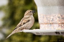 DSC_7698.jpg