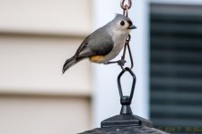 DSC_7699.jpg
