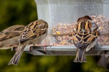 DSC_7706.jpg