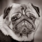 Dog left outside gym BW copy.jpg