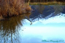 Pond Reflection.jpg