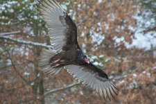 DSC_4954.jpg