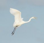 White-Heron-Flying-DSC_1392.jpg